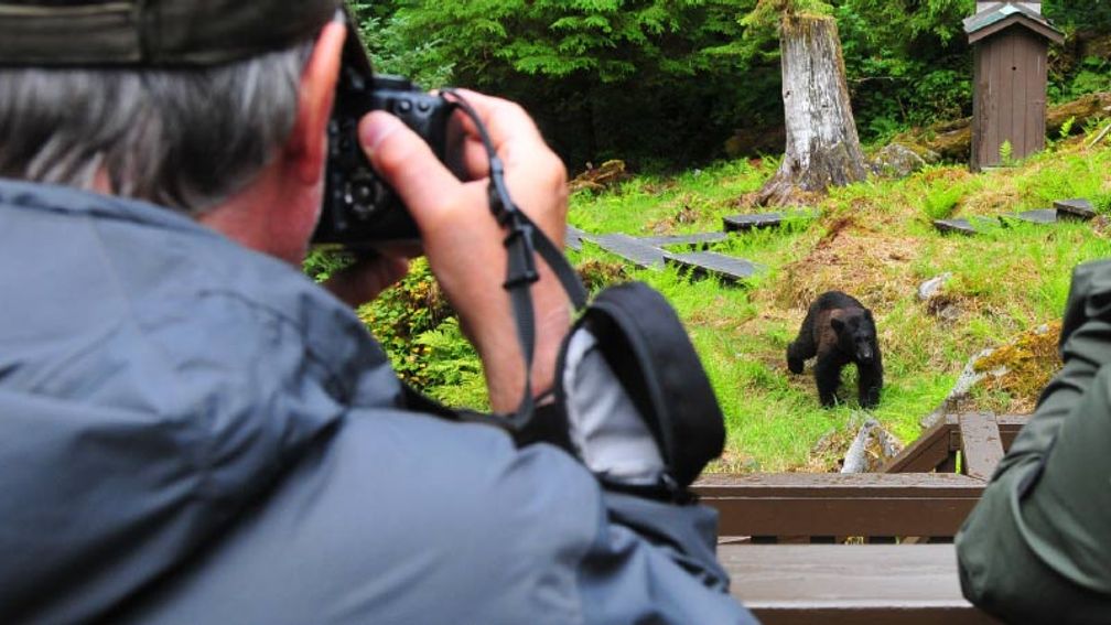 Anan Creek Bear Observatory is one of the best spots for black bear viewing. // © 2015 Christopher Batin 2