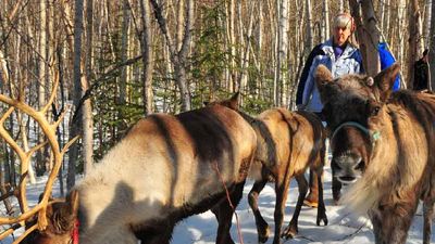 Reindeer play and chase one another at Running Reindeer Ranch. // © 2015 Christopher Batin 3