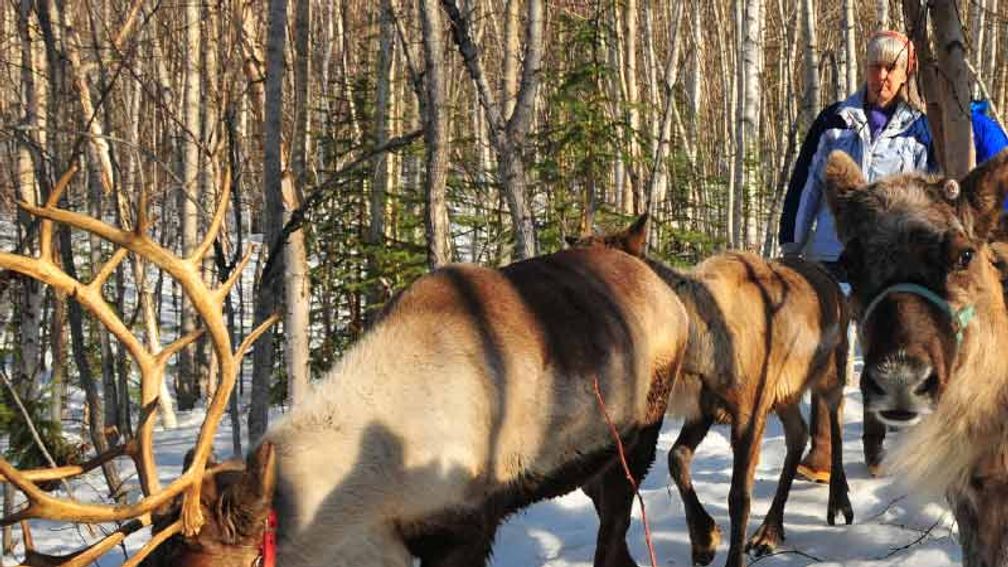 Reindeer play and chase one another at Running Reindeer Ranch. // © 2015 Christopher Batin 3