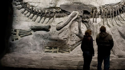 Royal Tyrrell Museum of Paleontology in Drumheller, Alberta, is home to more than 125,000 fossils. // © 2015 Royal Tyrrell Museum 2