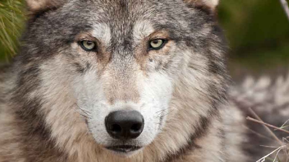 This Alaska Zoo Lets You Play Zookeeper for a Day