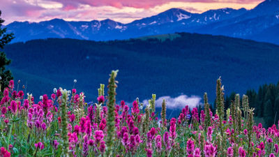 Vail has a wide range of summer activities, including wildflower hikes. // © 2017 iStock