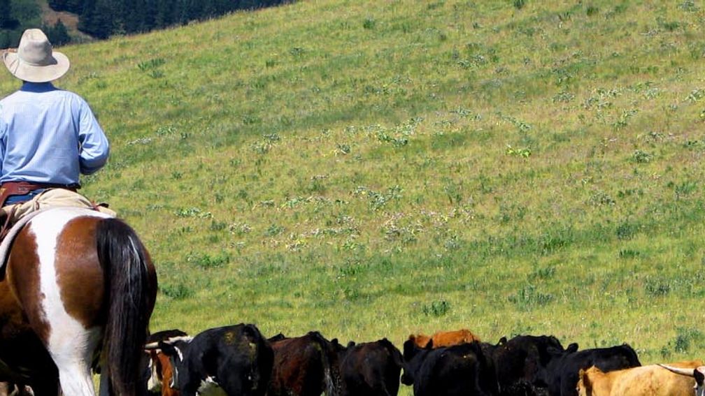 A cattle drive gives guests the opportunity to truly experience Alberta’s nature. // © 2013 Sierra West Cabins & Ranch Vacations 3