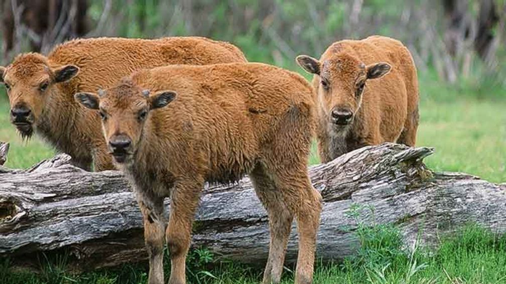 Baby wood bison are among the wildlife at the conservation center. // © 2013 Alaska Wildlife Conservation Center 2