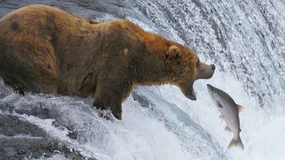 Wildlife Viewing in Alaska
