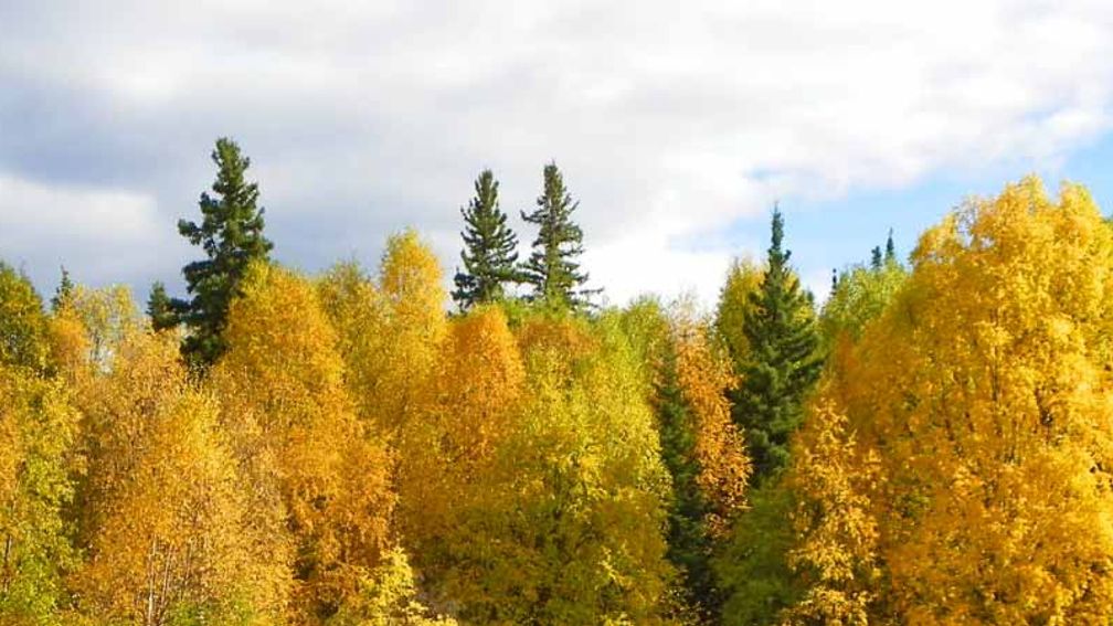Chena Hot Springs Resort is a great spot for hiking in the fall. // © 2014 Chena Hot Springs Resort 3