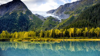 Alaska Foliage