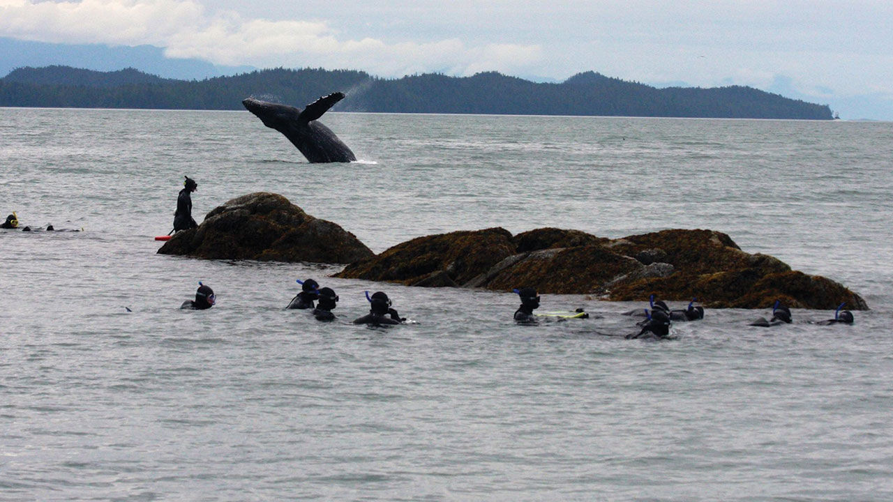 Particularly lucky guests may encounter whales on their snorkeling excursion.