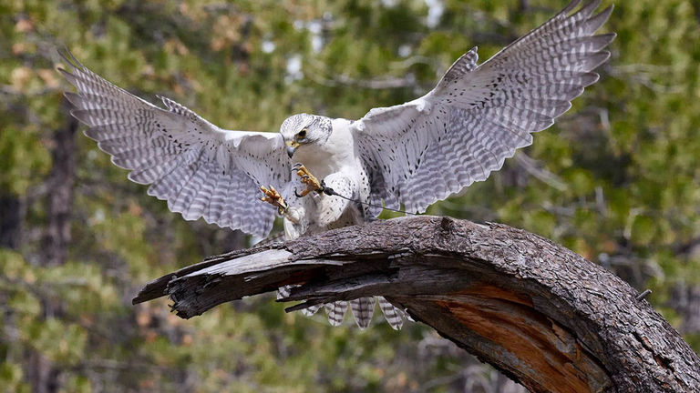 The High Desert Museum’s daily Bird of Prey Encounter features a gyrfalcon, the largest falcon species.