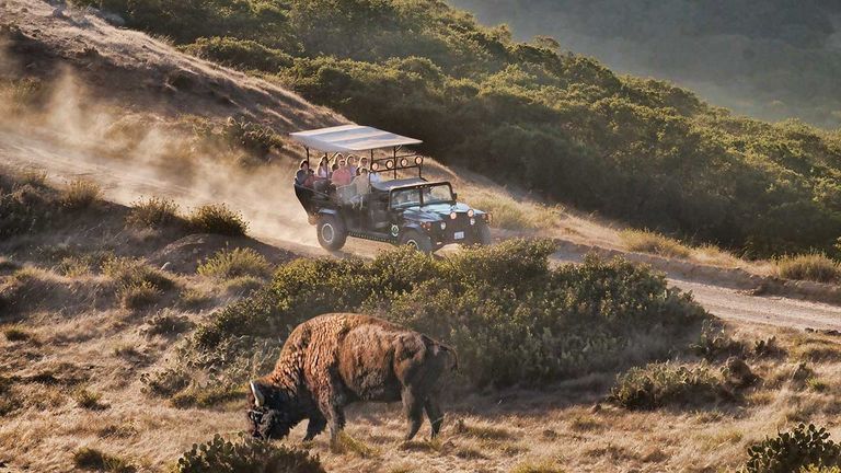 The American buffalo or bison is often seen in Catalina’s interior.