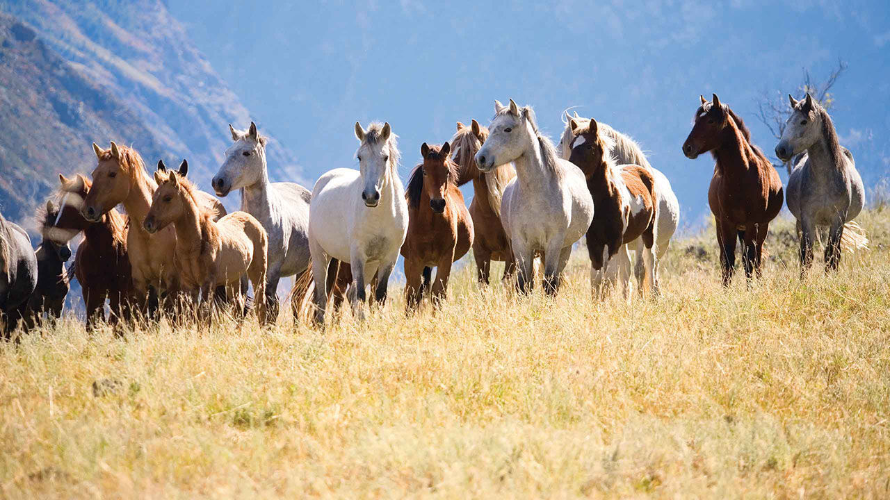 Why Your Next Vacation Should Be at a Dude Ranch