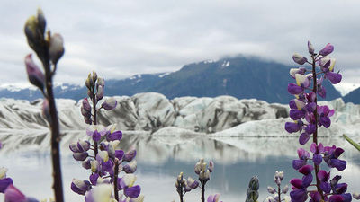Splotches of arctic lupine dot the banks of the lake at Sheridan Glacier outside of Cordova. // © 2018 Ben McBee