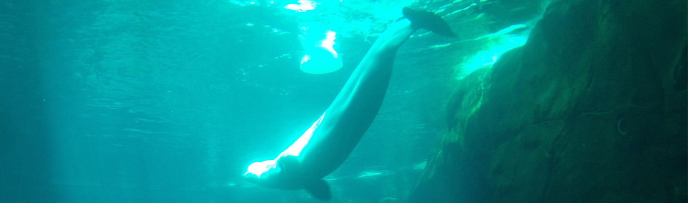 Best Aquariums in North America TravelAge West