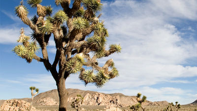 Joshua Tree National Park was originally a national monument. // © 2016 iStock