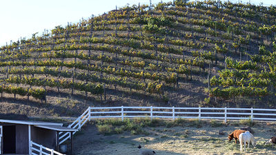 Malibu Wine Safaris is located at Saddlerock Ranch in Malibu, Calif. // © 2015 Valerie Chen