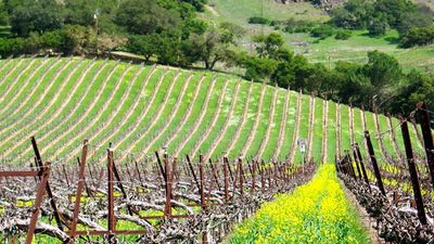 Napa Valley offers some activities that appeal across age groups, such as a scenic ride on the Napa Valley Wine Train. // © 2014 Napa Valley Wine Train F