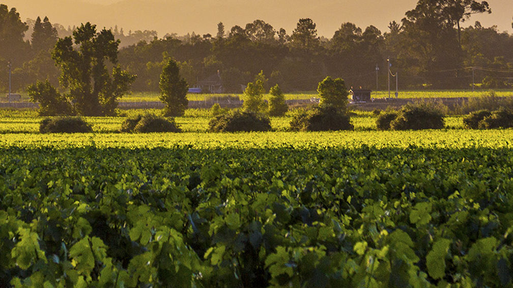Napa_FEATURE3