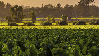 The industry and community have rallied support; for example, the Napa Valley Vintners Association pledged $10 million to help those most affected in the community. // © 2014 Thinkstock