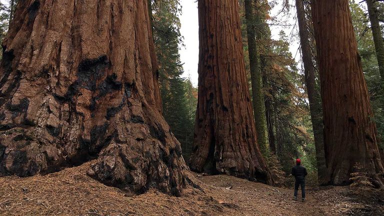 The Redwood Mountain Loop has a high density of mature and young sequoias.