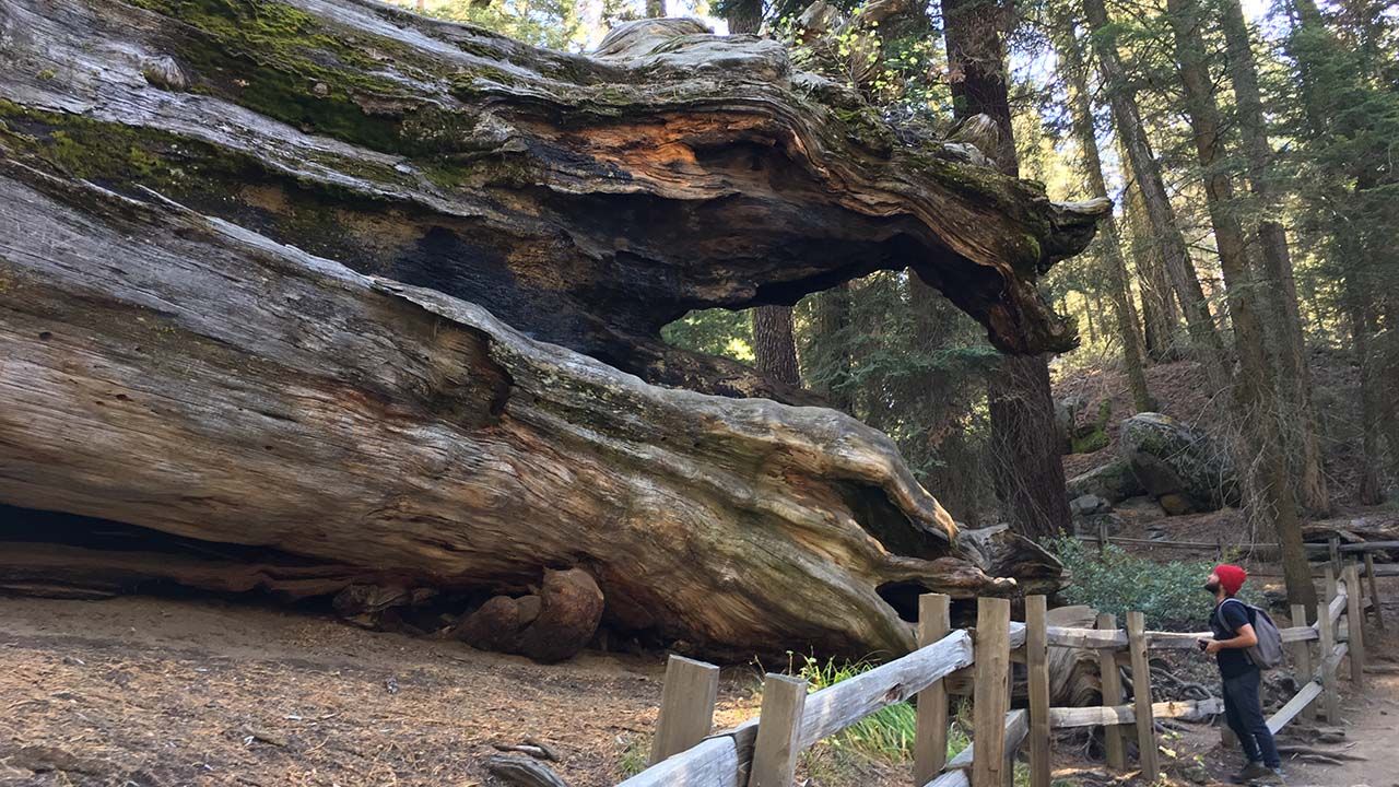 Sequoia national hotsell park hikes