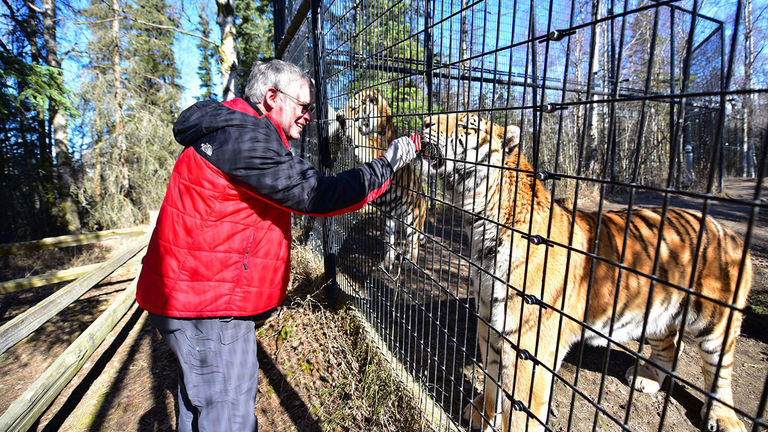 Visitors can interact with Siberian tigers at the Alaska Zoo.