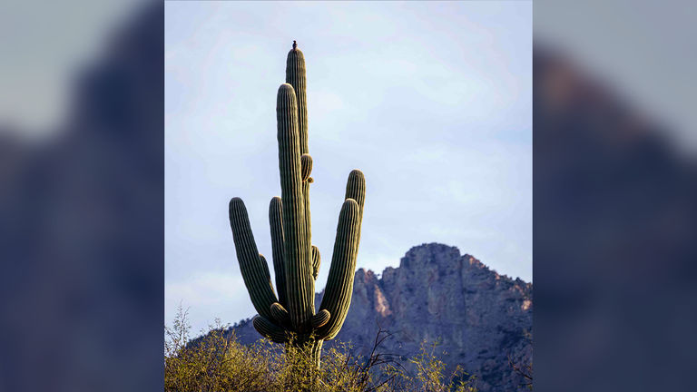 Catalina State Park offers hiking trails.