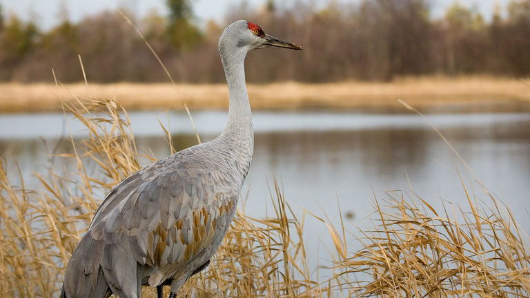 Birding is one of the fastest-growing outdoor activities in the country.