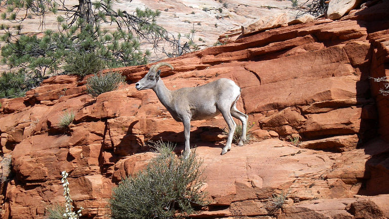 TAW_200810_CS_PAGEIMAGE_Desert Bighorn Sheep_CREDIT Abercormbie &Kent