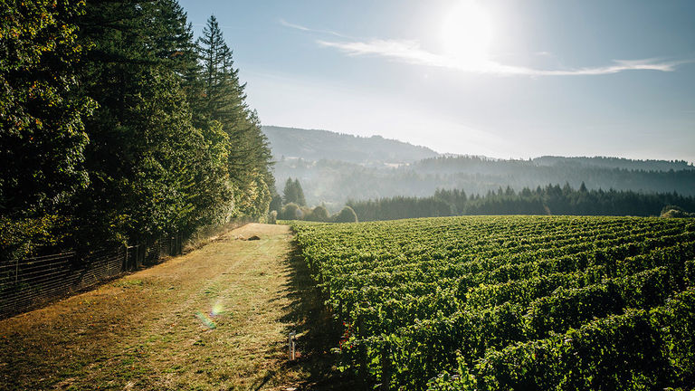 Wine country in the Pacific Northwest is ideal for social distancing.
