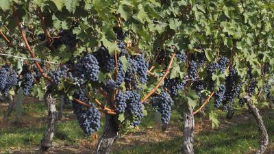 There are several unique ways to sample the wine of the Okanagan Valley in British Columbia. // © 2013 Thinkstock F