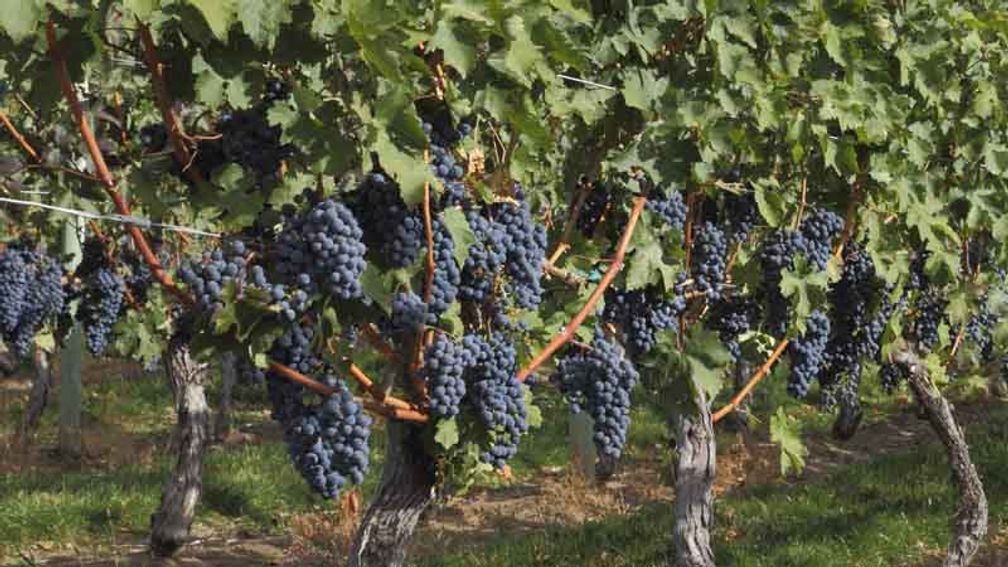 There are several unique ways to sample the wine of the Okanagan Valley in British Columbia. // © 2013 Thinkstock F