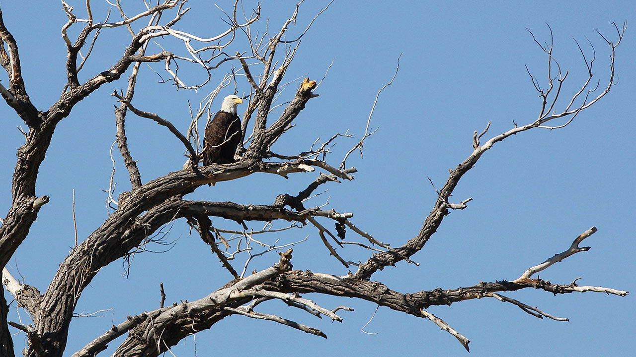 The group spotted a bald eagle not long into their bird-watching excursion with local expert guide Eric Hynes.