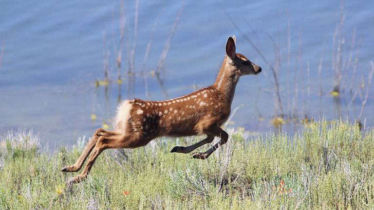 The bird-watching excursion also afforded views of wildlife such as a mule deer fawn.