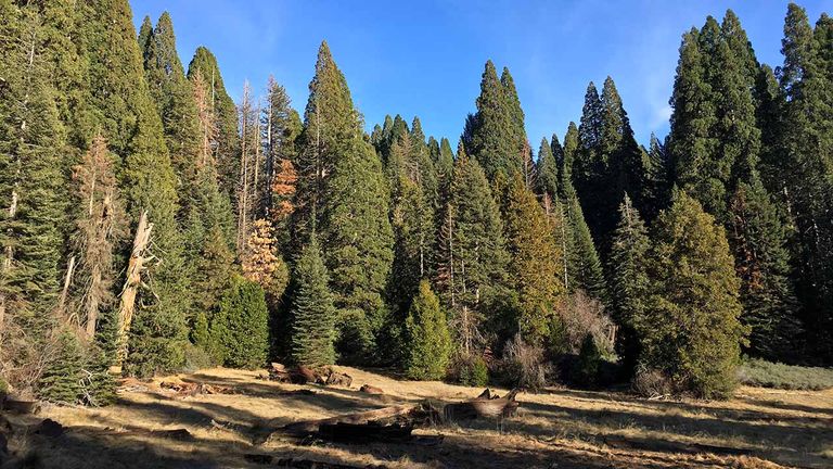 Big Stump Trail shows the results of logging in the late 1800s.