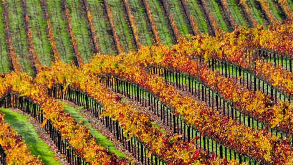 Vineyard_FEATURE