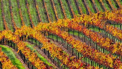 Out of 425 wineries in Sonoma, only one was destroyed. // © 2018 Sonoma County Tourism