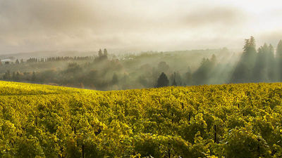 Ponzi Aurora Vineyard in Willamette Valley // © 2016 Ron Kaplan