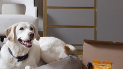 Dogs Welcome at the Benjamin