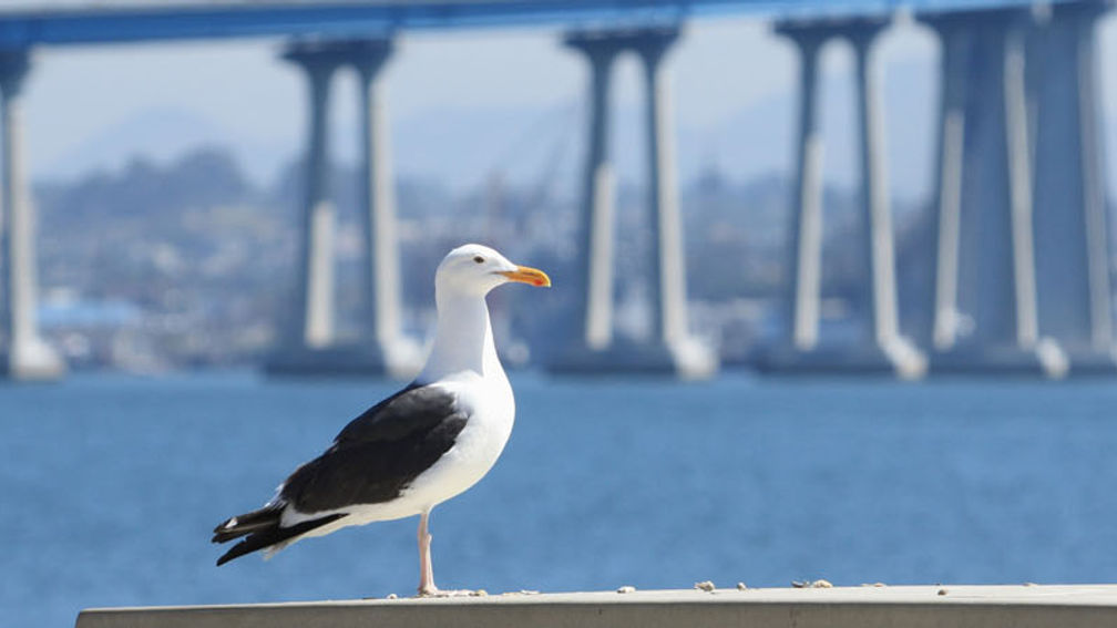 Families visiting Coronado Island can participate in kayak tours and other nature programming. // © 2013 Thinkstock F