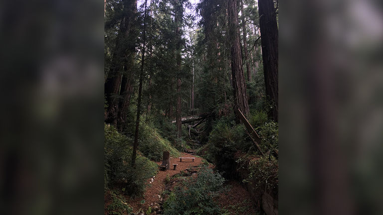The rustic property is set in Castro Canyon among lush gardens and a redwood forest.