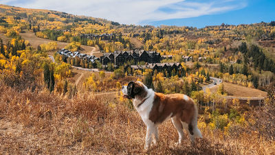 Bachelor the dog is the hotel’s ambassador and sometimes joins hikes.