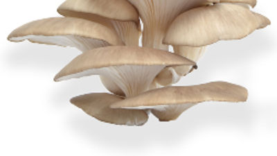 Hang Out With the 'Mushroom Man' at Emerson Resort & Spa