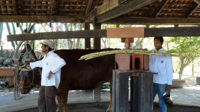 The Sweet Taste of Colonial Costa Rica