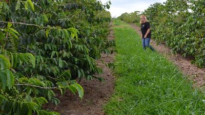 Kona Coffee Isn’t The Only Coffee on Hawaii Island