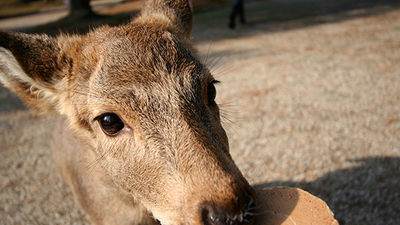 Been There, Do This: Feeding Deer in Nara, Japan
