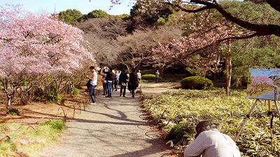 Been There, Do This: Cherry Blossoms in Japan