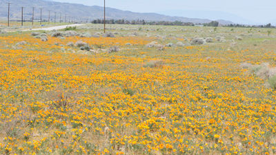 Been There, Do This: Antelope Valley California Poppy Reserve