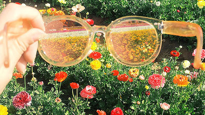 Been There, Do This: The Flower Fields in Carlsbad, California