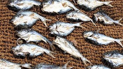 Been There, Do This: Negombo Fish Market in Sri Lanka