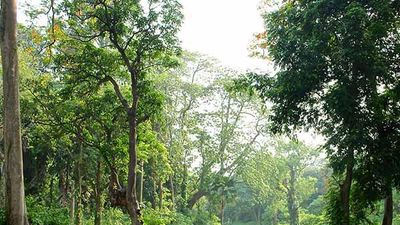 Been There, Do This: Acharya Jagadish Chandra Bose Indian Botanic Garden in Kolkata, India